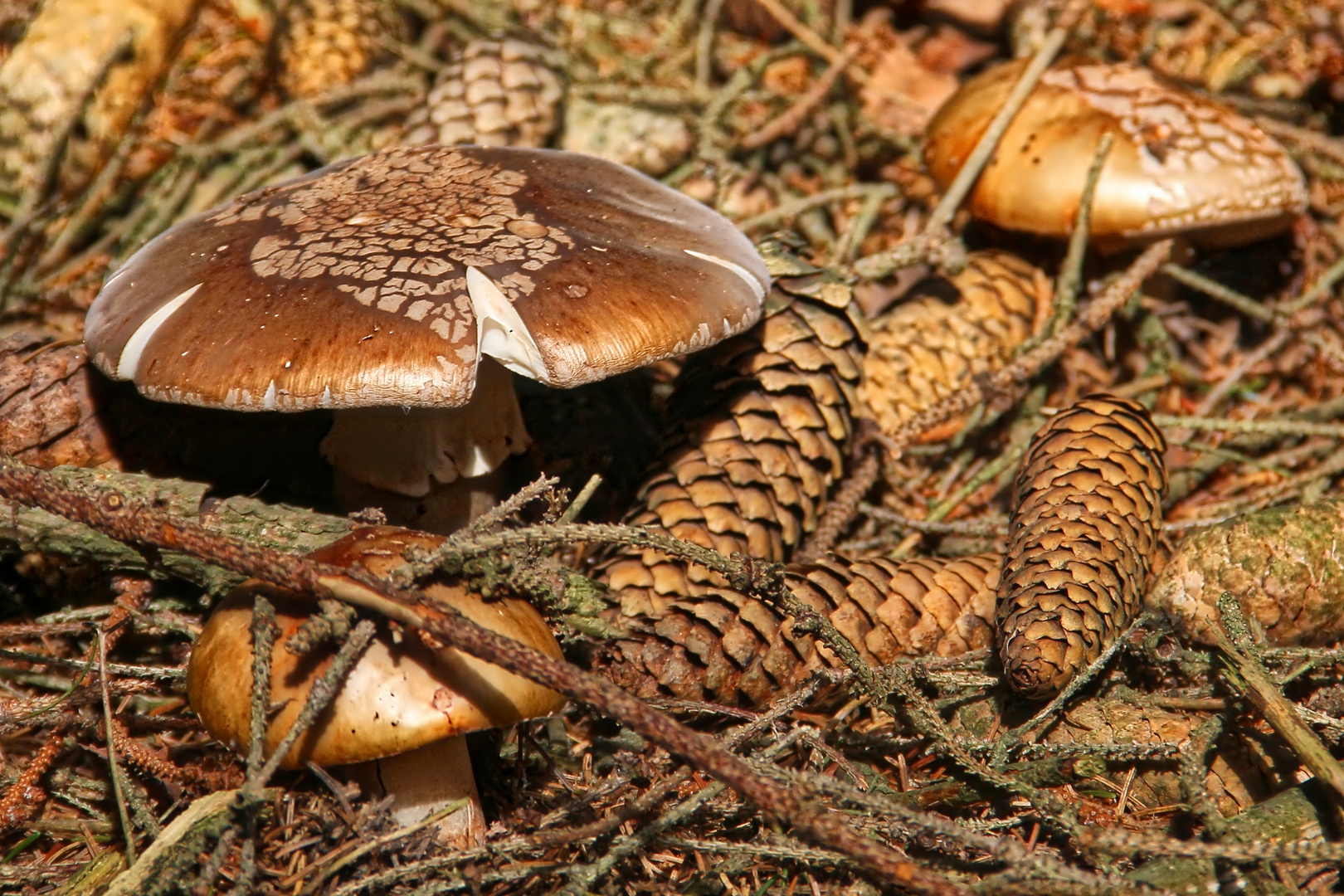 herbstliches Gewimmel am Waldboden - autumn bustle on forest ground