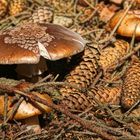 herbstliches Gewimmel am Waldboden - autumn bustle on forest ground