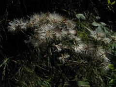 Herbstliches Gewuschel