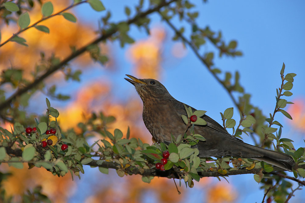 herbstliches Gezwischter.......