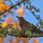 herbstliches Gezwischter.......