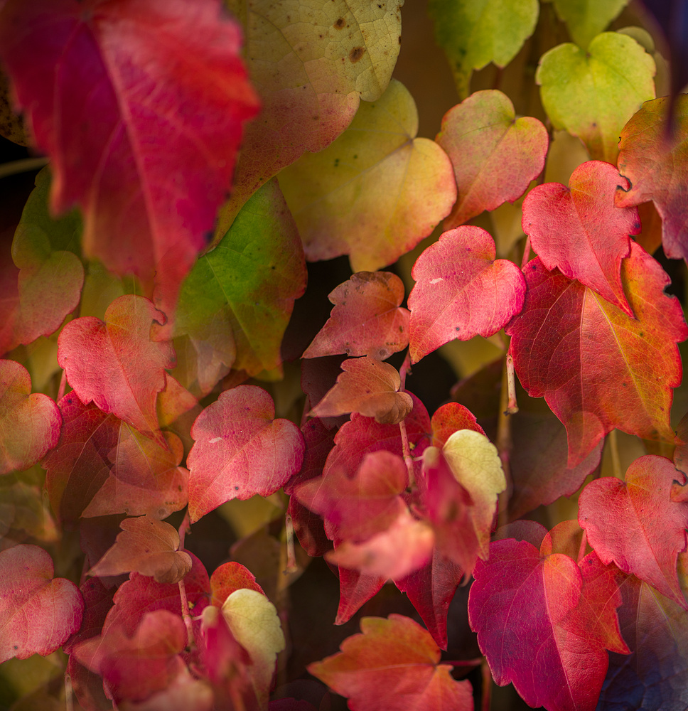 Herbstliches gibt es rund ums Haus zu sehen......