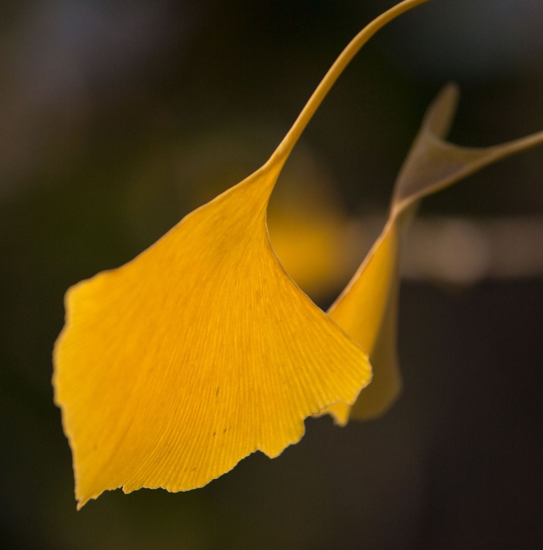 Herbstliches Ginkoblatt