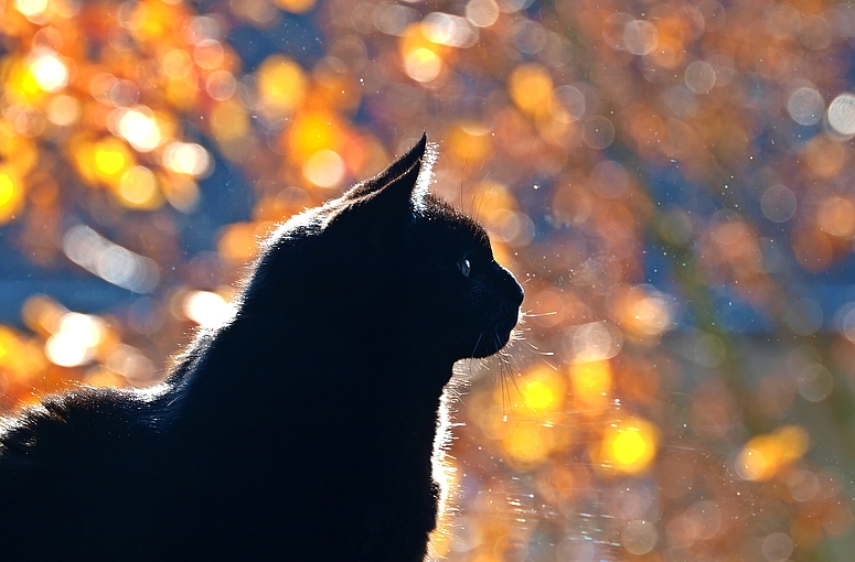 Herbstliches Glitzern