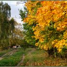 Herbstliches Gold...