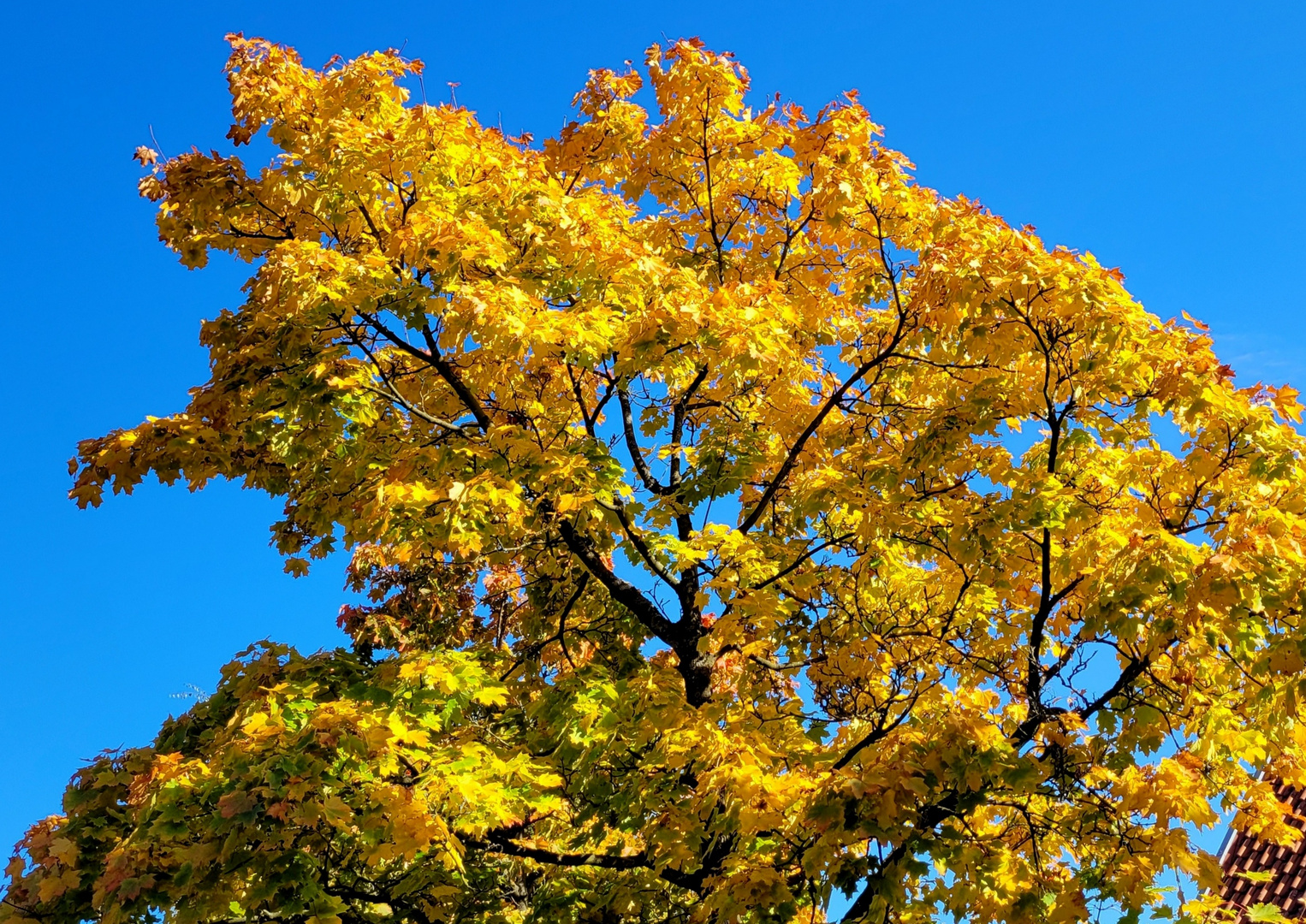 Herbstliches Gold am blauen Himmel