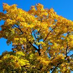 Herbstliches Gold am blauen Himmel