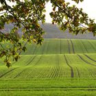 Herbstliches "Grün"