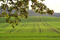 Herbstliches "Grün"