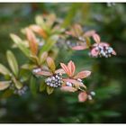 Herbstliches Grünzeug