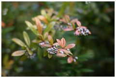 Herbstliches Grünzeug