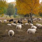 Herbstliches Hamburg mal anders II