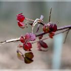 Herbstliches hat überwintert