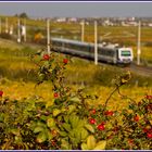 Herbstliches Heidenröslein