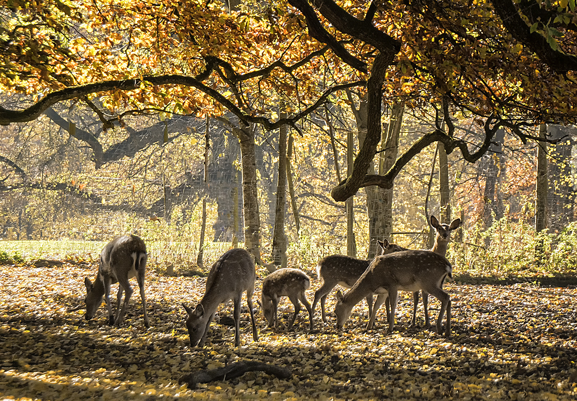 Herbstliches Hirschrudel