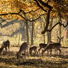 Herbstliches Hirschrudel