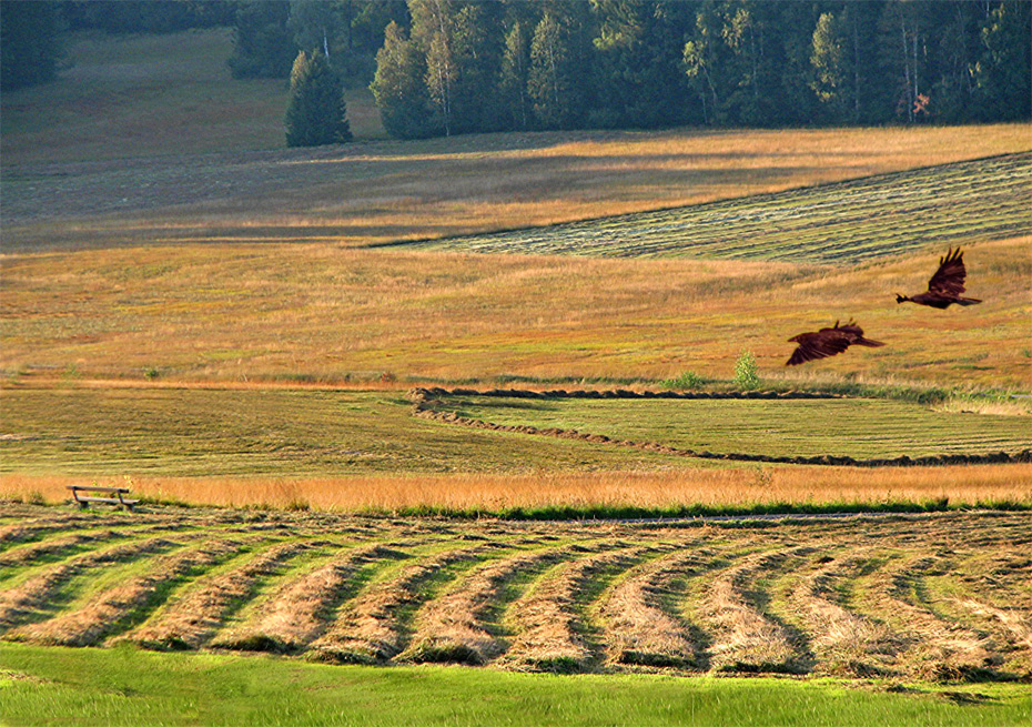 Herbstliches Hochmoor