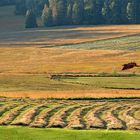 Herbstliches Hochmoor