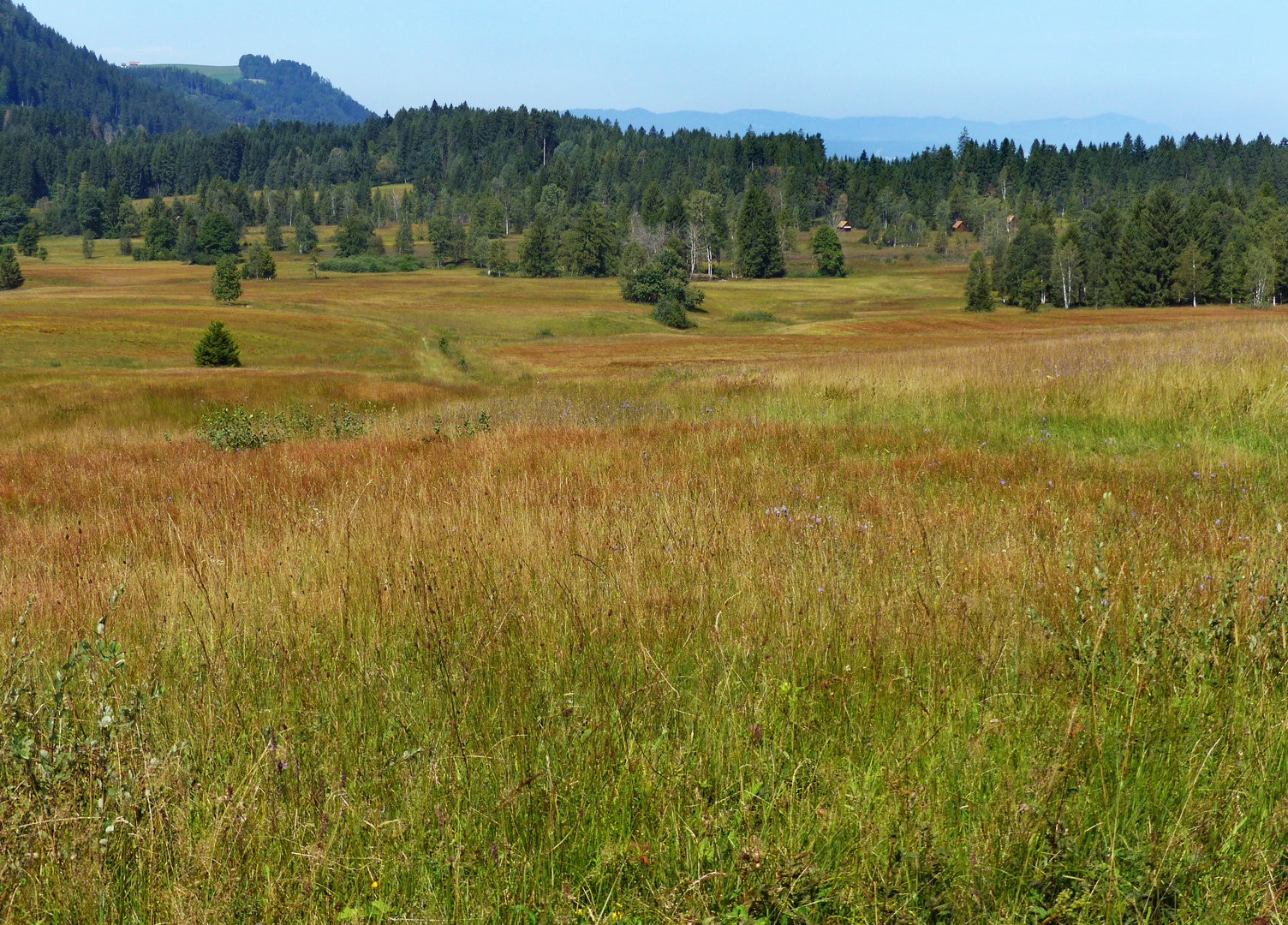 Herbstliches Hochmoor