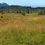 Herbstliches Hochmoor