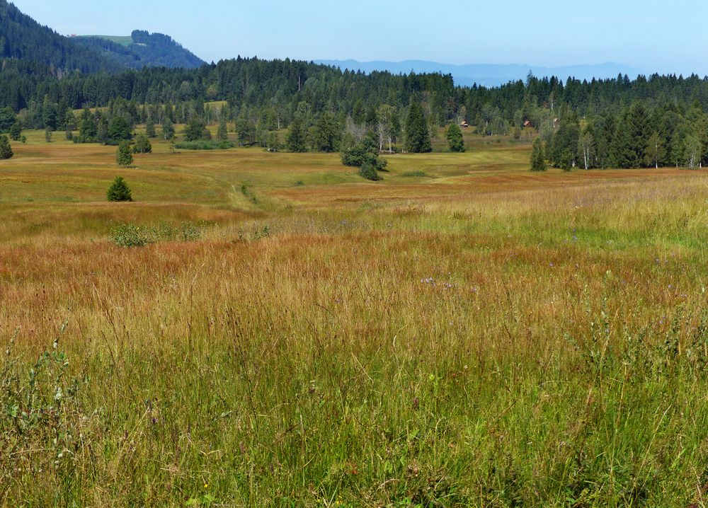 Herbstliches Hochmoor