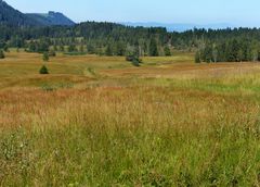 Herbstliches Hochmoor