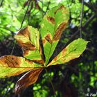 herbstliches II