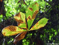 herbstliches II