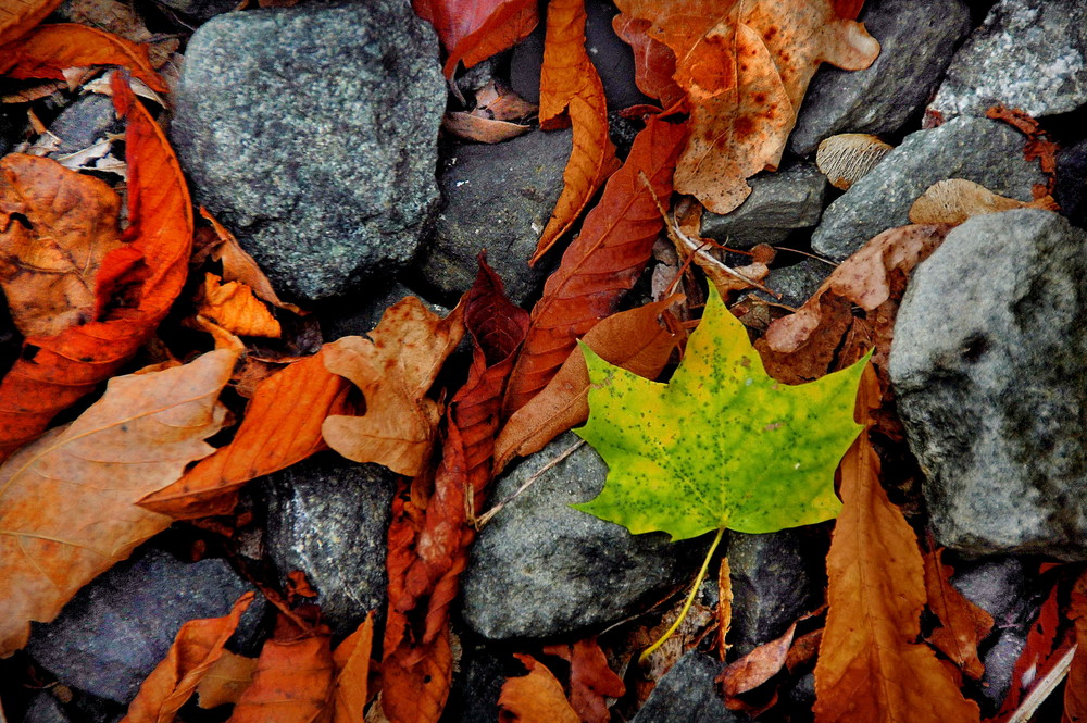 Herbstliches II