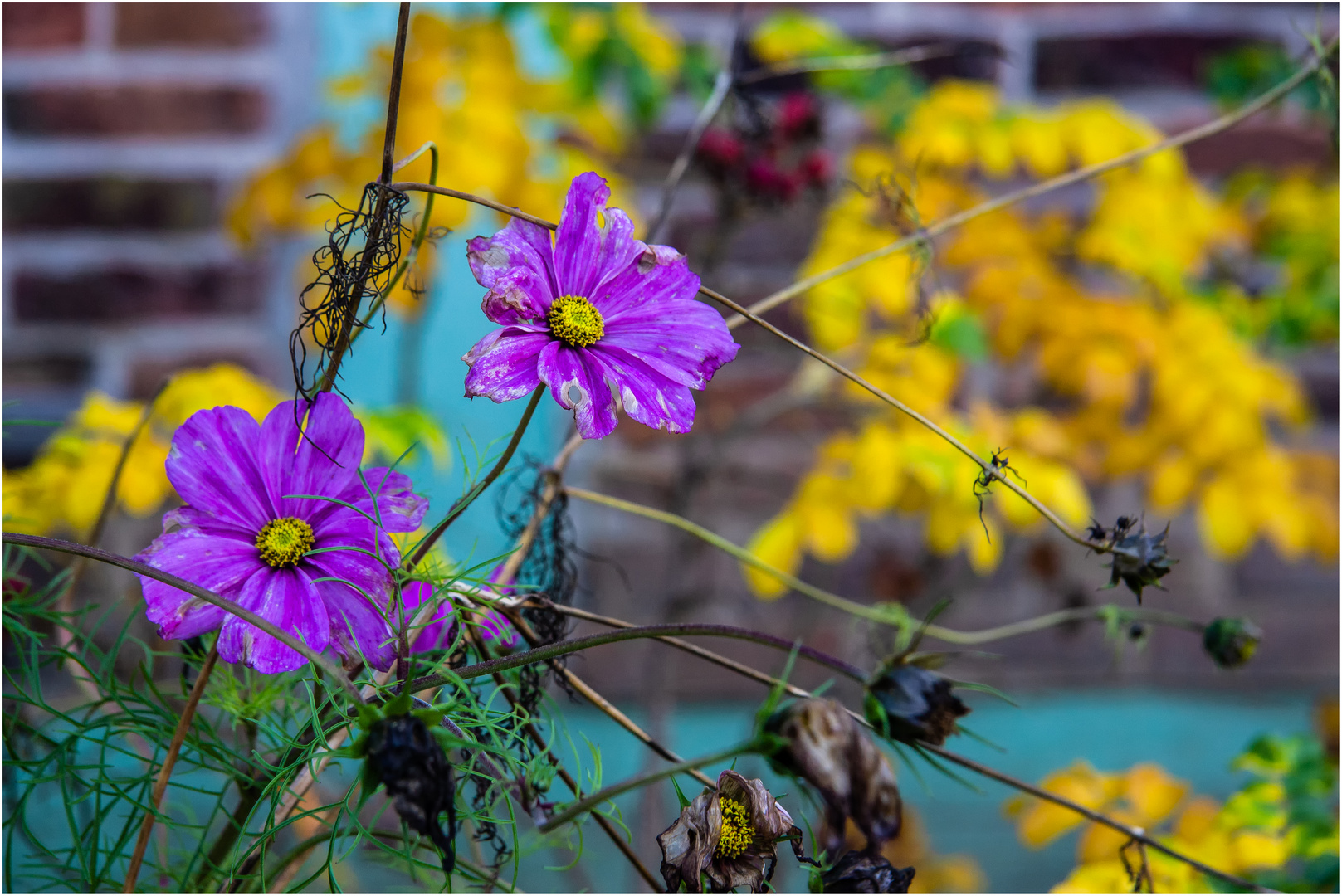 Herbstliches ... Im Bauerngarten.