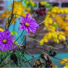 Herbstliches ... Im Bauerngarten.