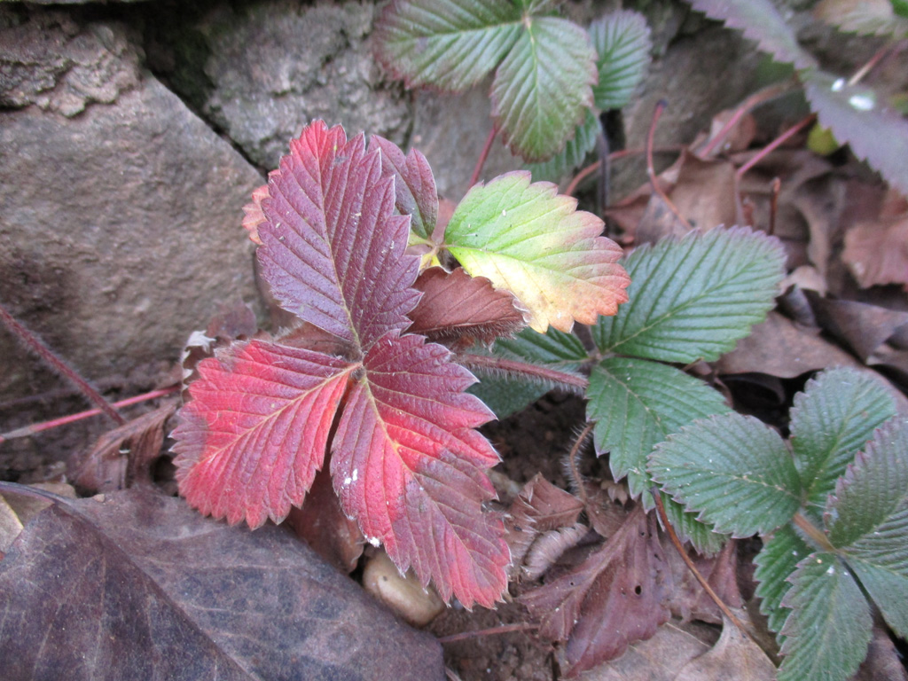  herbstliches im Winter 