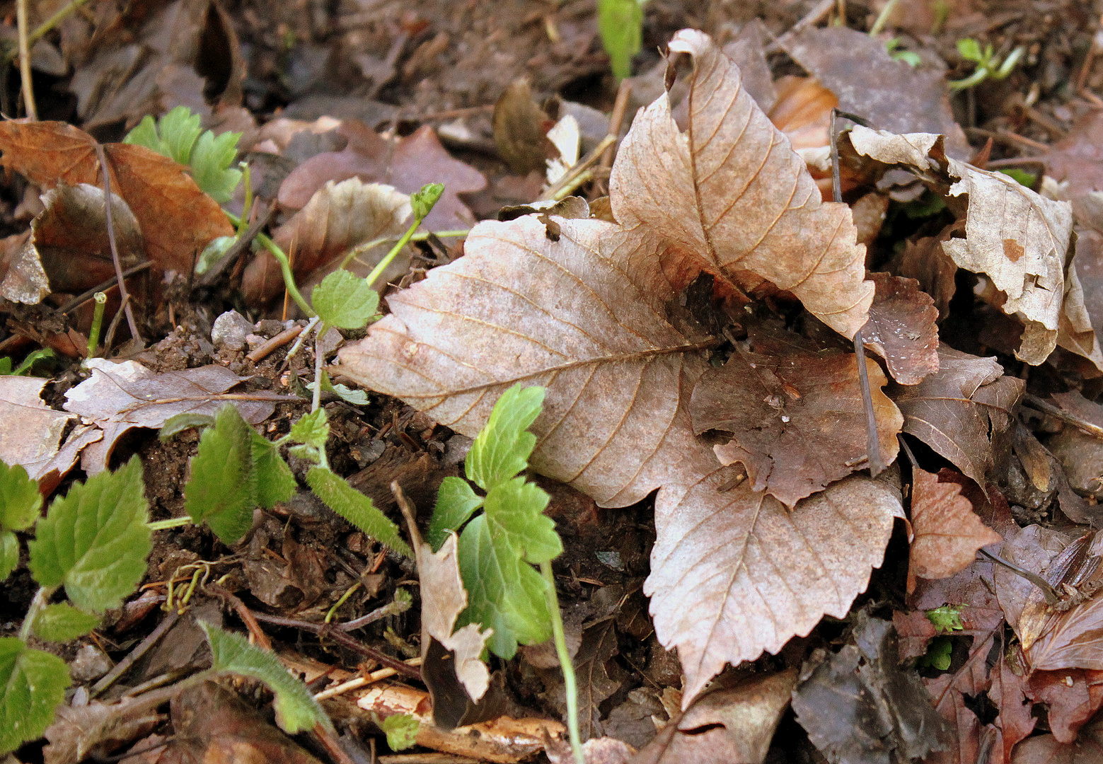 Herbstliches im Winter