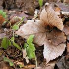 Herbstliches im Winter