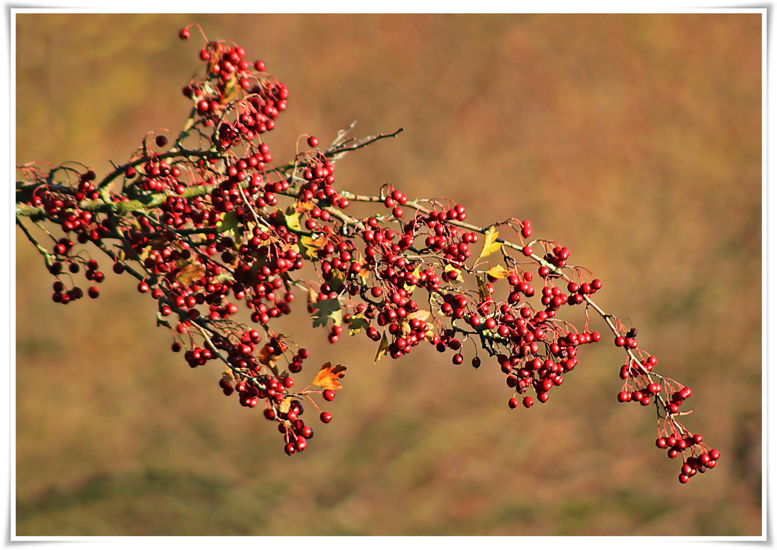 Herbstliches in Rot