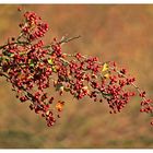 Herbstliches in Rot