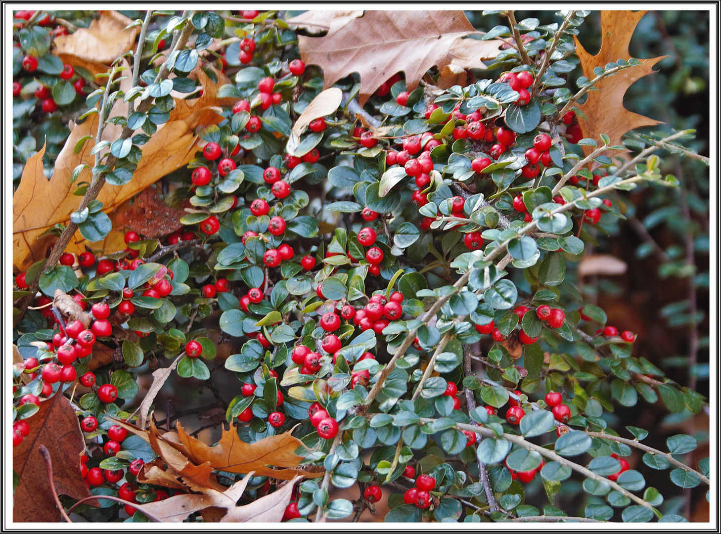 Herbstliches in Rot-Grün