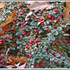 Herbstliches in Rot-Grün