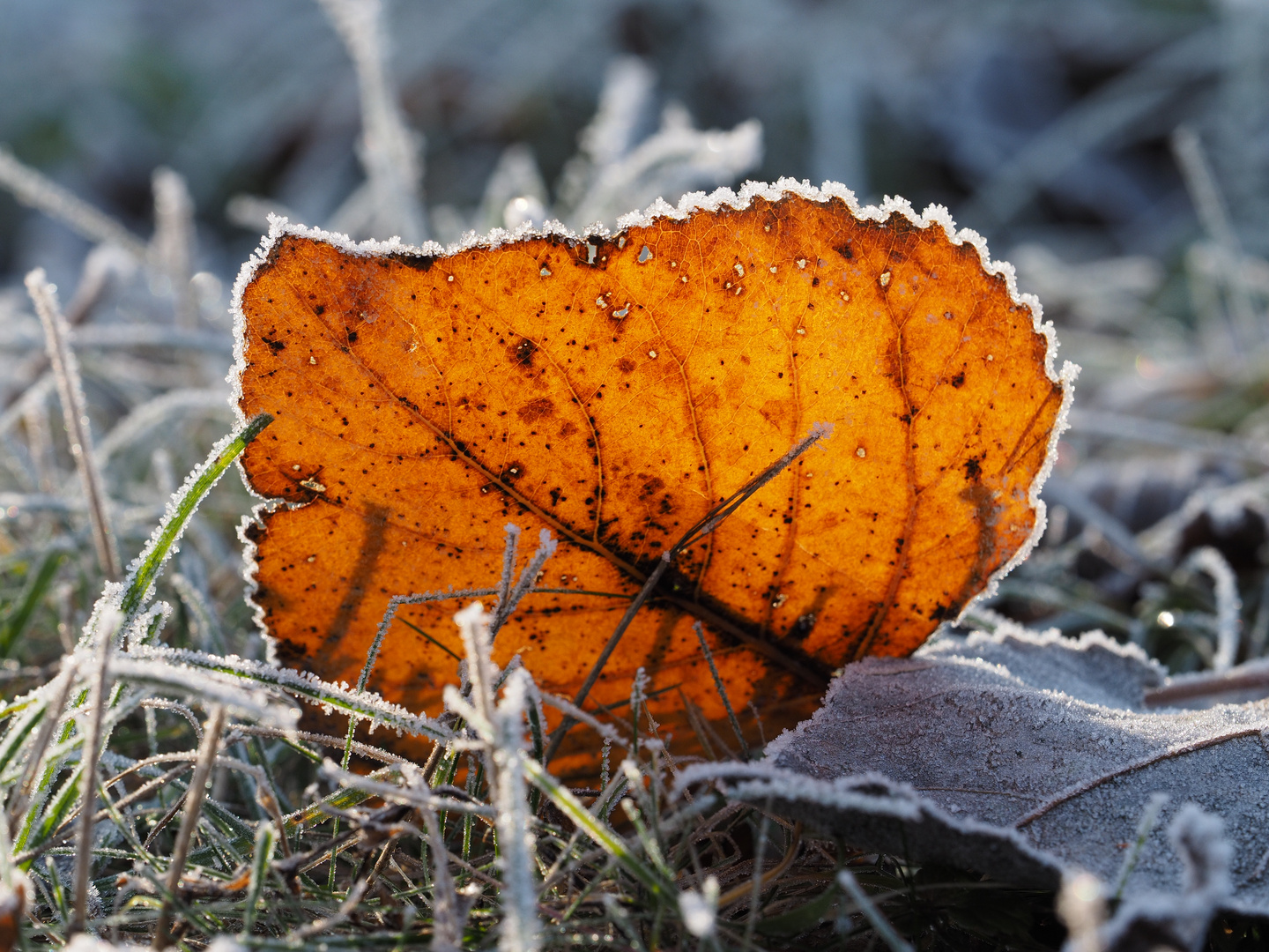 Herbstliches IV