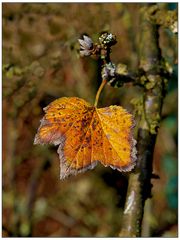 Herbstliches Johannisbeerblatt