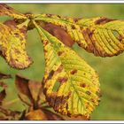 Herbstliches Kastanienblatt