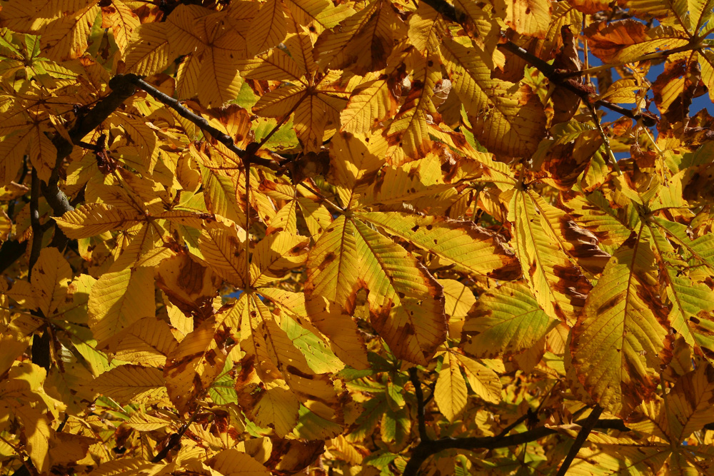 Herbstliches Kastanienlaub