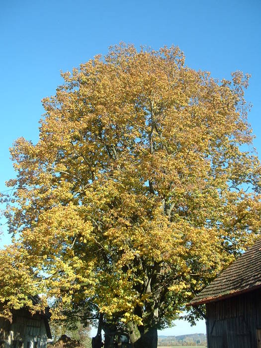 Herbstliches Kleid