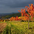 Herbstliches Kontrastprogramm