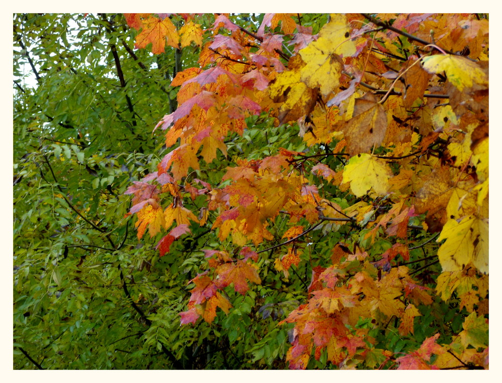 Herbstliches Kontrastprogramm.