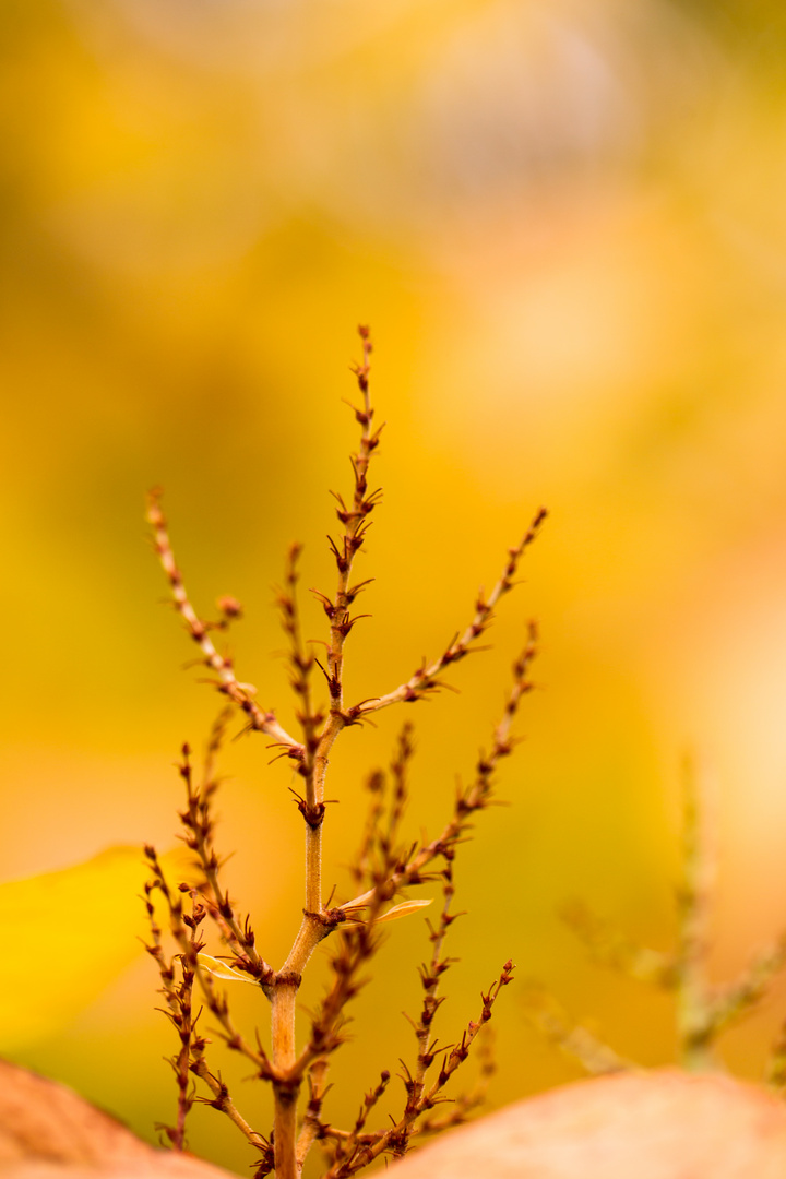 Herbstliches Kunstwerk in Wunstorf