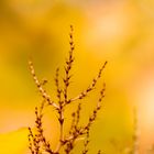 Herbstliches Kunstwerk in Wunstorf