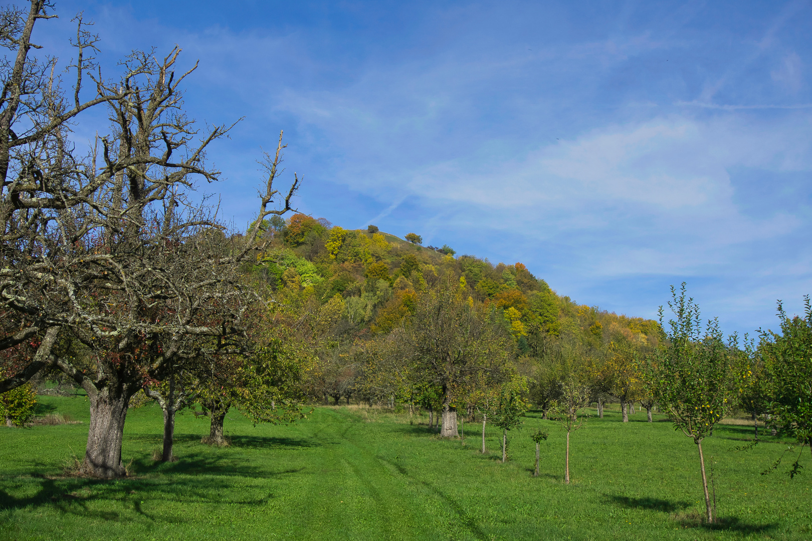 Herbstliches l Foto &amp; Bild | bäume, natur, herbst Bilder auf fotocommunity