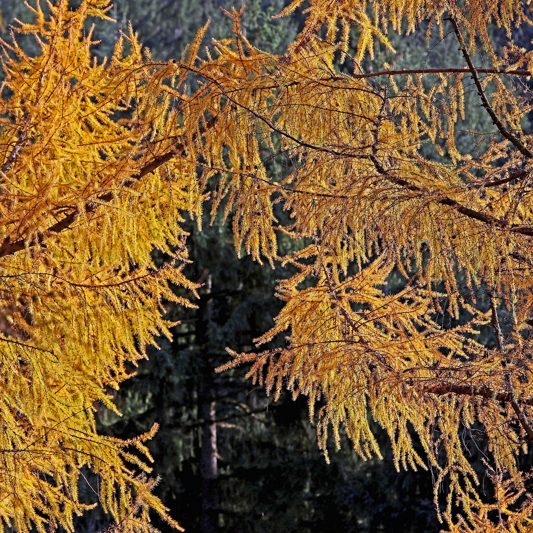 Herbstliches Lärchengold