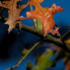 Herbstliches Laub #1